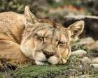 Torres del Paine puma sleeping, Chile Art Print